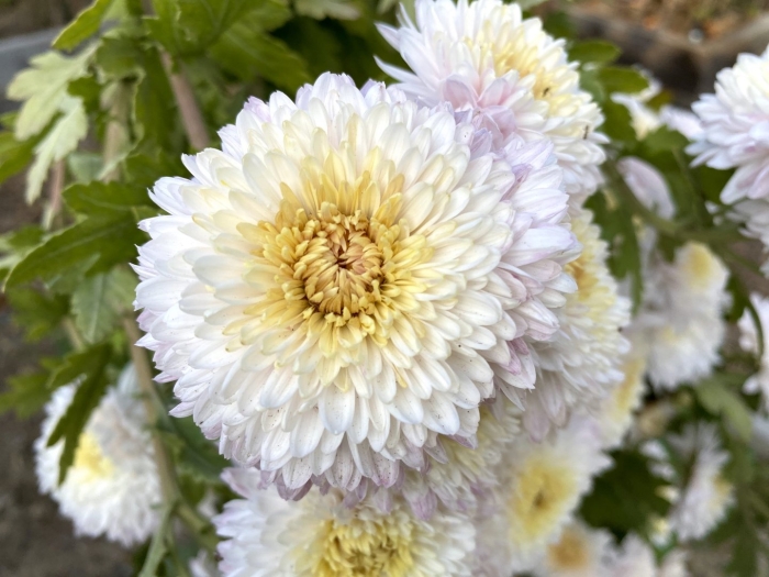 Хризантема эльтруско