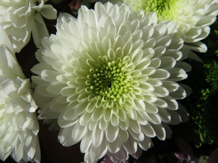 Хризантема одноголовая ламира