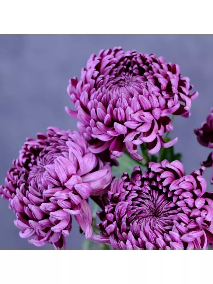 Хризантема перламутровая