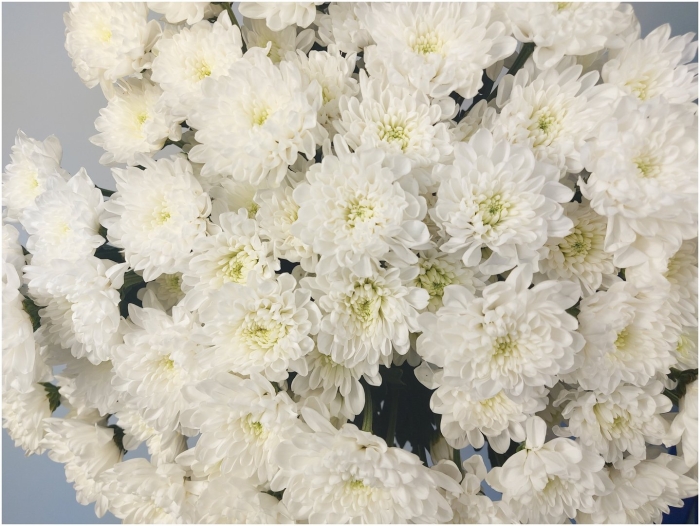 Хризантема кустовая зембла