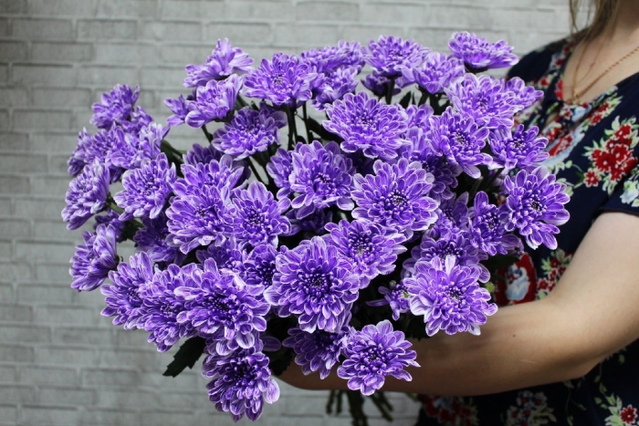 Хризантема сталлион кустовая