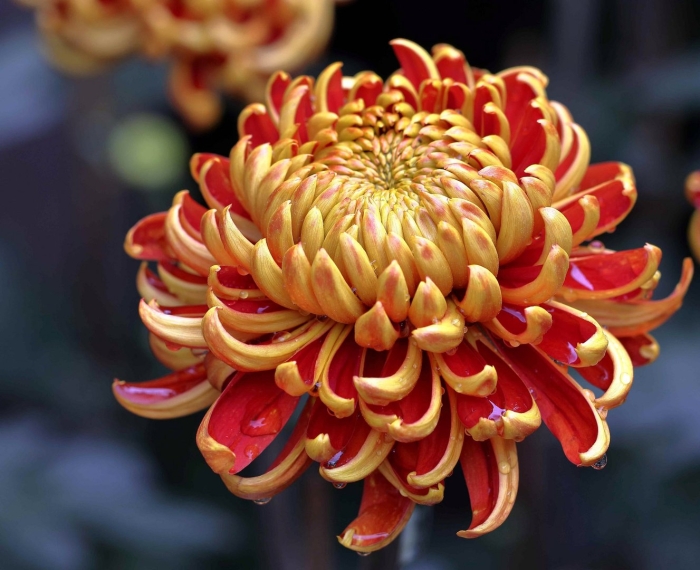 Королевские хризантемы