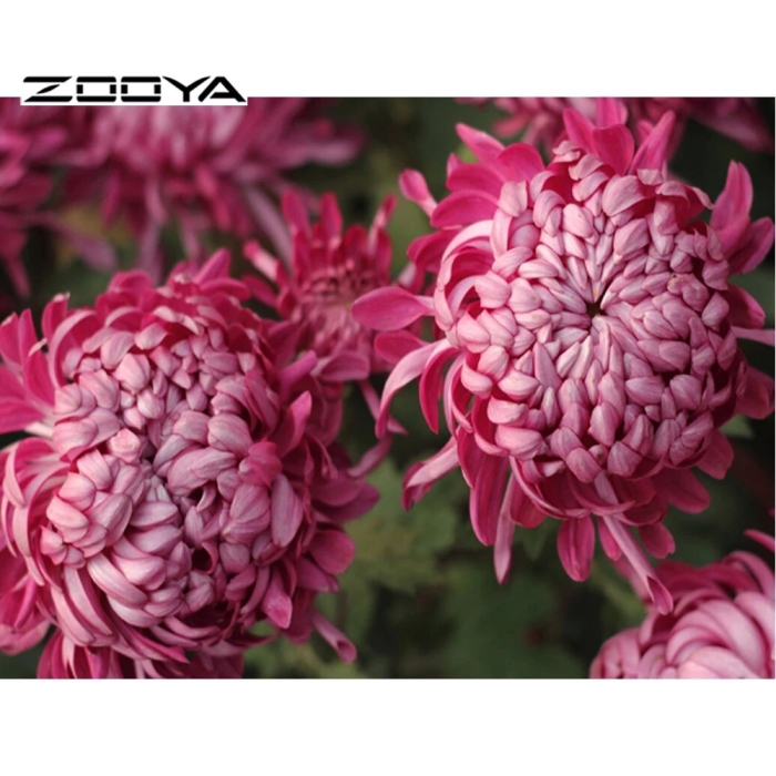 Хризантемы виды