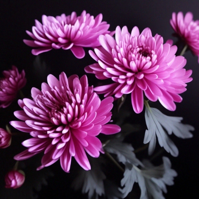 Хризантемы красивые