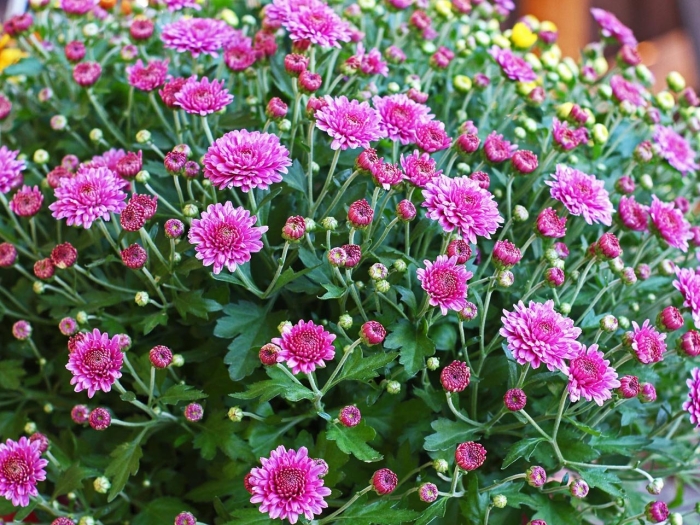 Садовые хризантемы