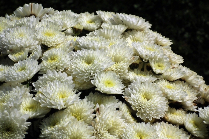 Хризантема ванилла