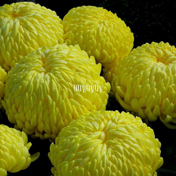 Хризантема помпон еллоу