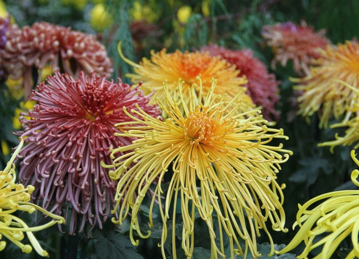 Хризантема голден файер