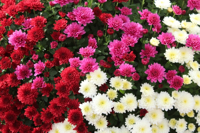 Хризантема мультифлора смесь
