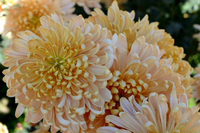 Хризантема корейская амбрия