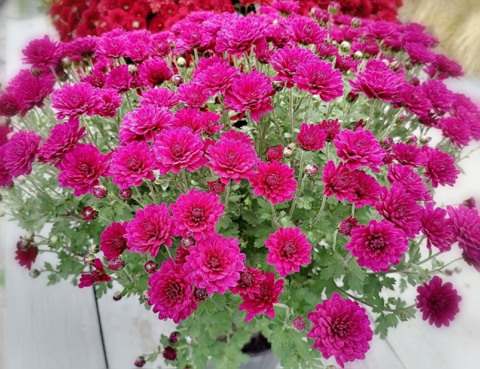 Хризантема джульетта