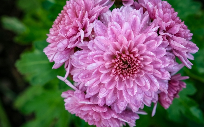 Хризантемы обои