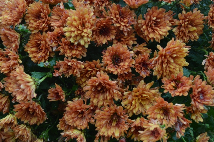 Хризантемы дубки