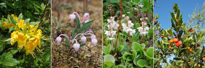 Подбел обыкновенный болотный