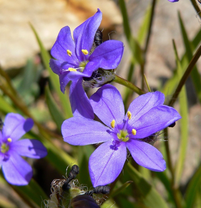 Aristea ecklonii