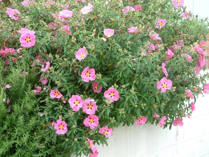 Cistus purpureus