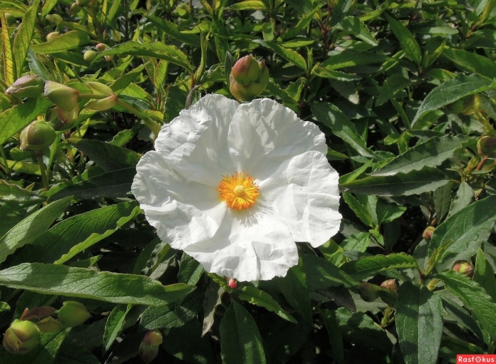 Cistus laurifolius