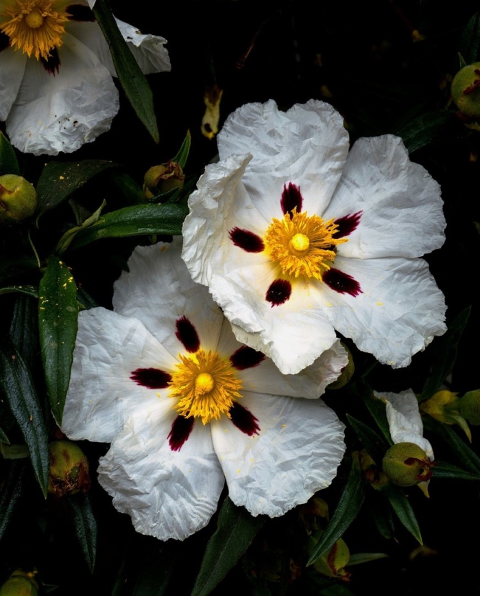 Cistus ladanifer