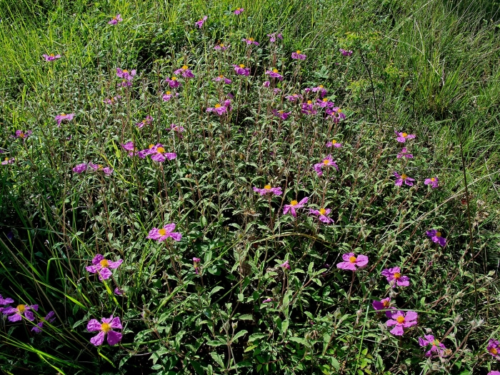 Cistus creticus