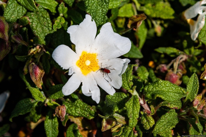 Cistus salviifolius