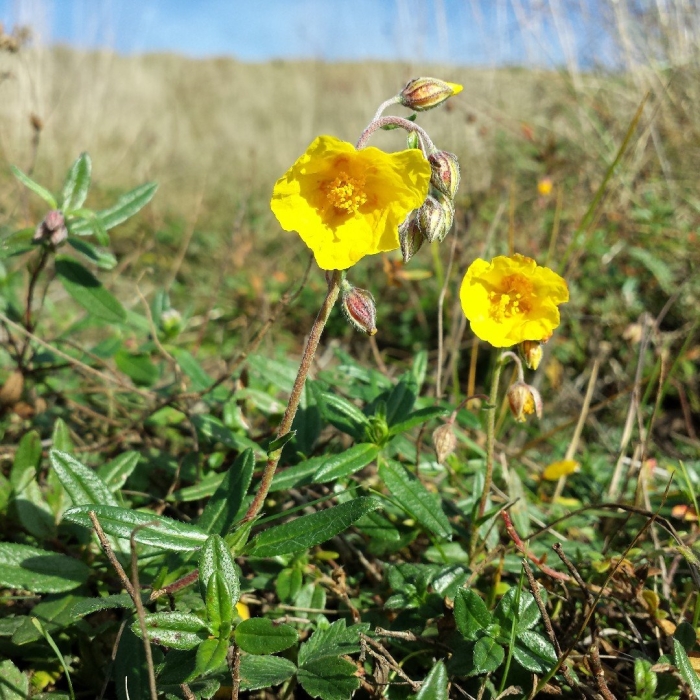 Helianthemum nummularium subsp obscurum