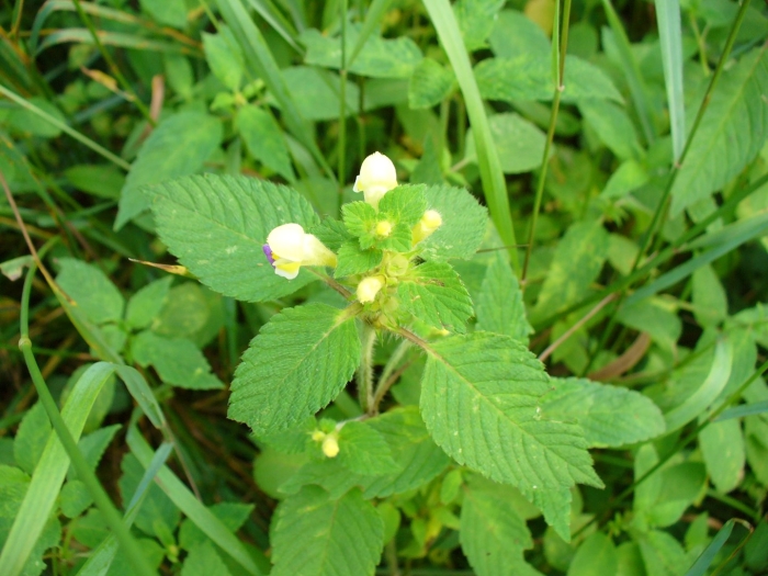 Пикульник жабрей