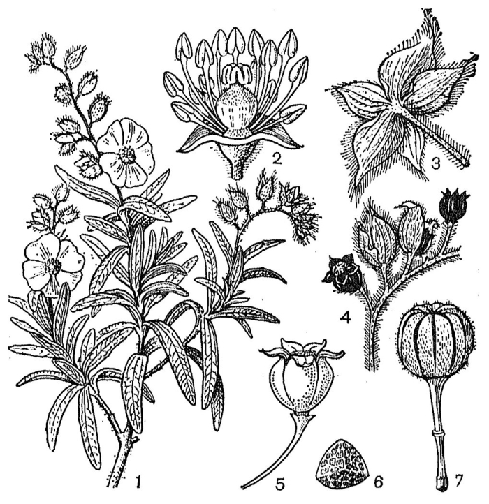 Ладанниковые семейство