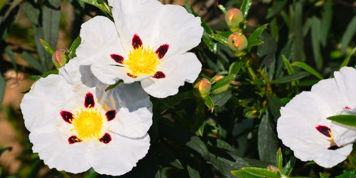 Ладанник лабданум