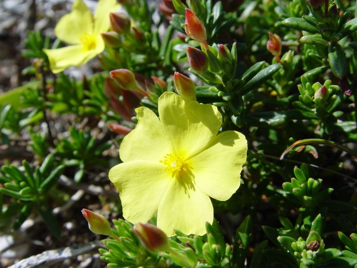 Halimium calycinum