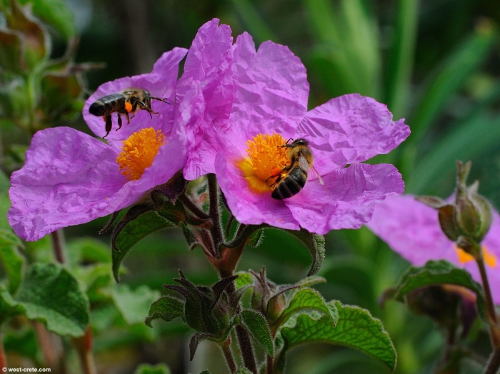 Cistus creticus