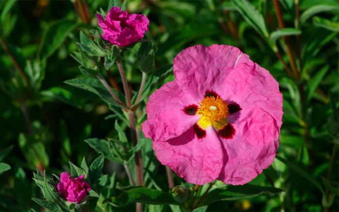 Cistus tauricus