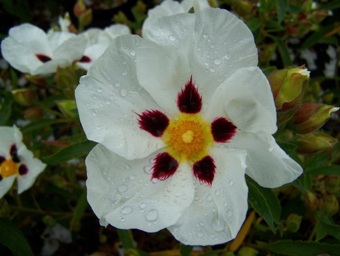 Cistus albidus