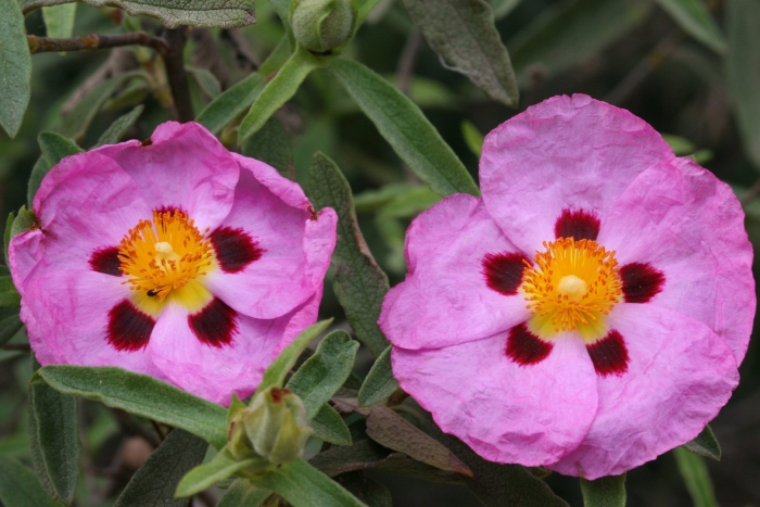 Cistus ladaniferus