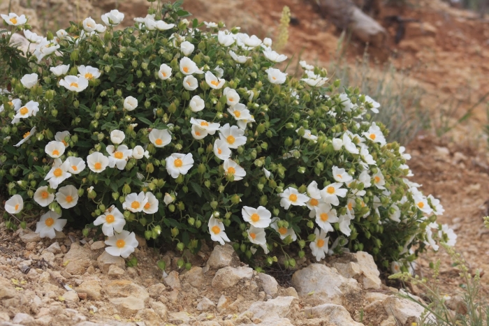 Cistus salvifolius