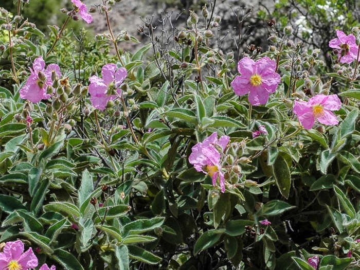 Cistus symphytifolius