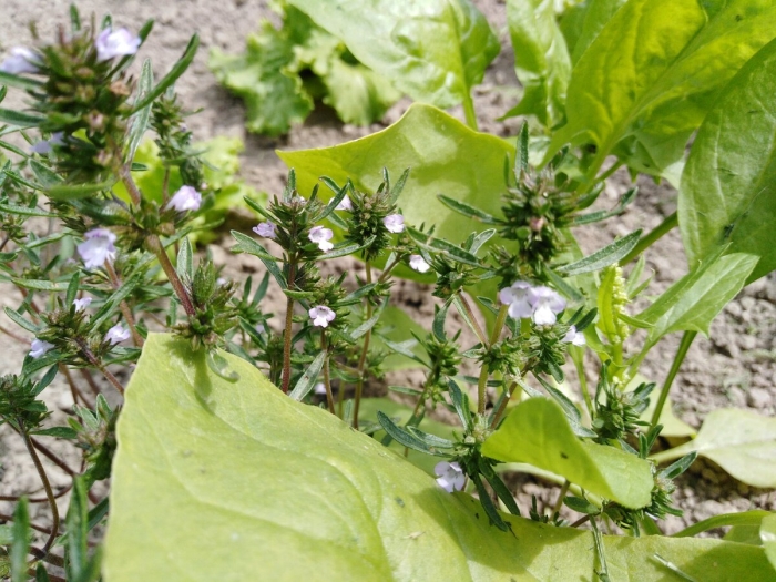 Veronica anagallis aquatica