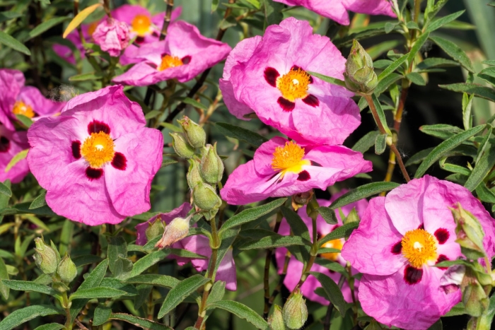 Cistus purpureus
