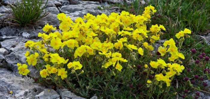 Солнцецвет монетолистный