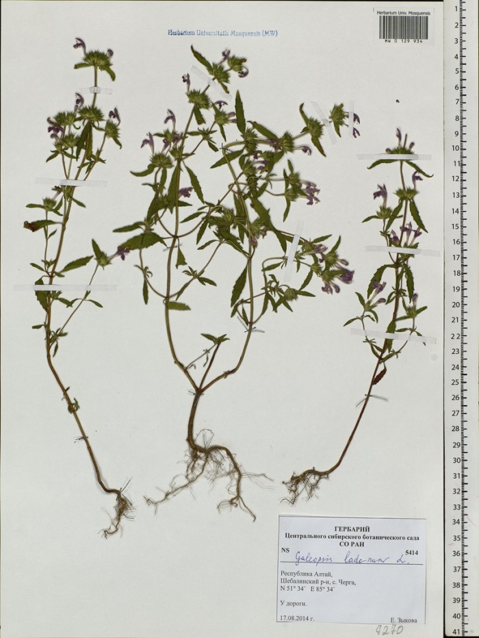 Galeopsis ladanum