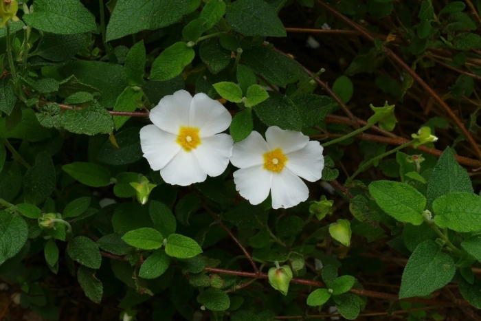 Ладанник священный