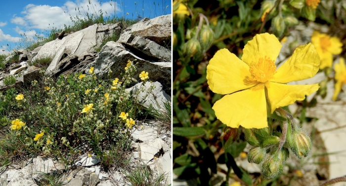 Helianthemum nummularium