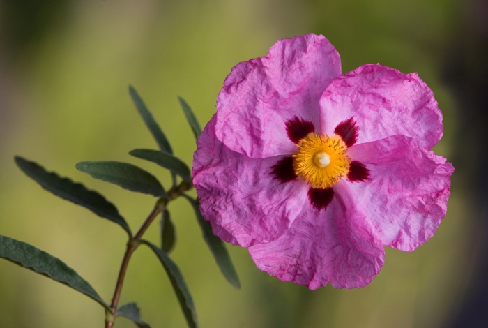 Cistus × purpureus