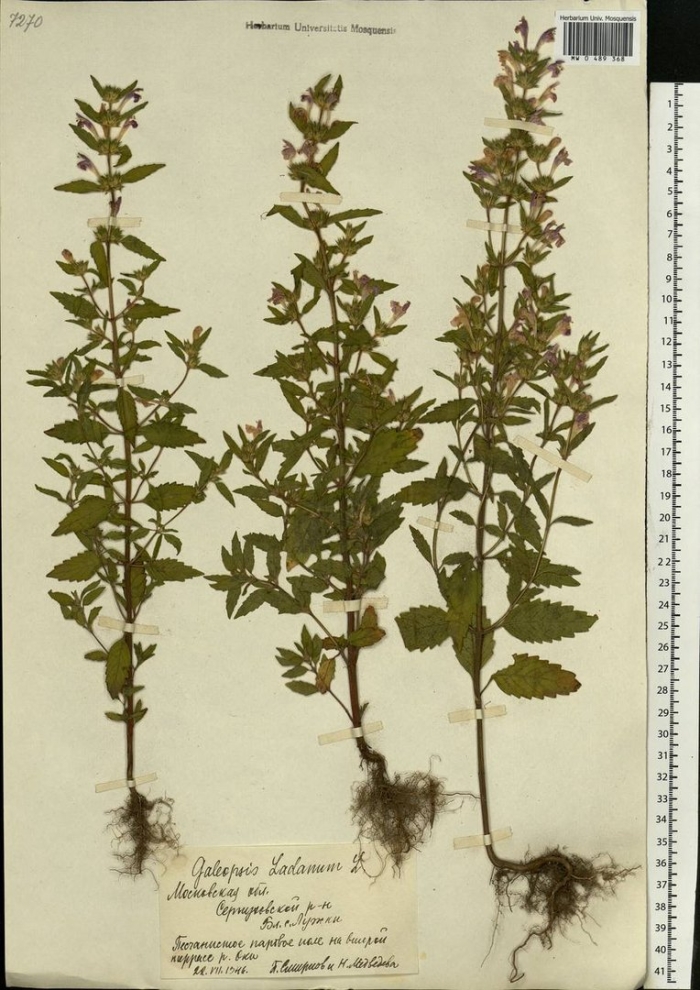 Пикульник ладанниковый