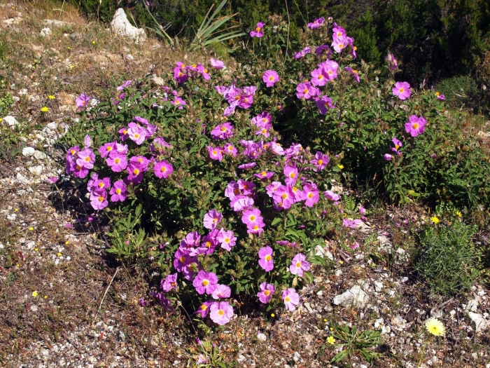 Скальная роза ладанник