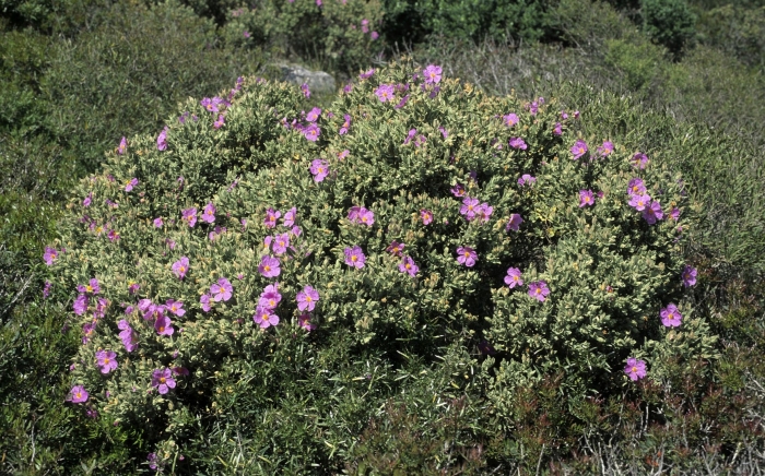 Cistus creticus