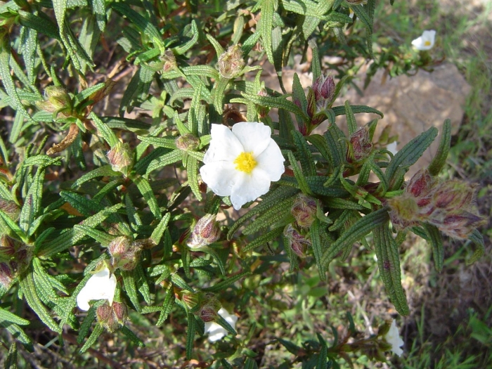 Cistus monspeliensis