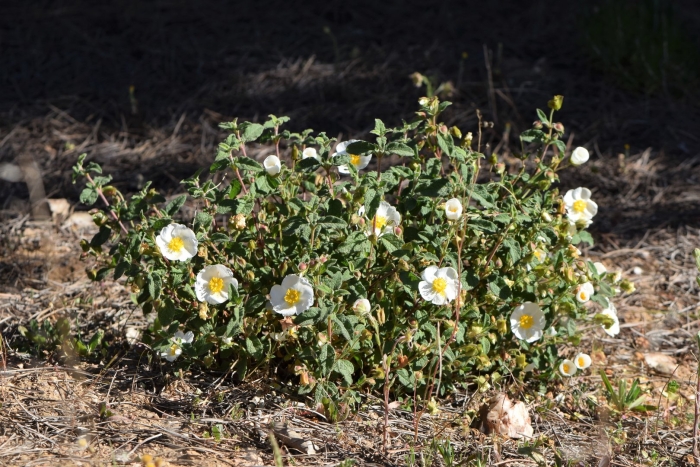 Ладанник шалфеелистный