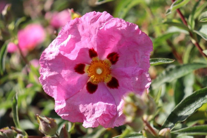 Cistus purpureus