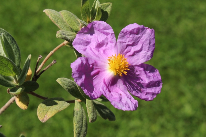 Cistus incanus
