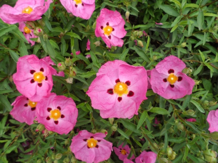 Cistus purpureus